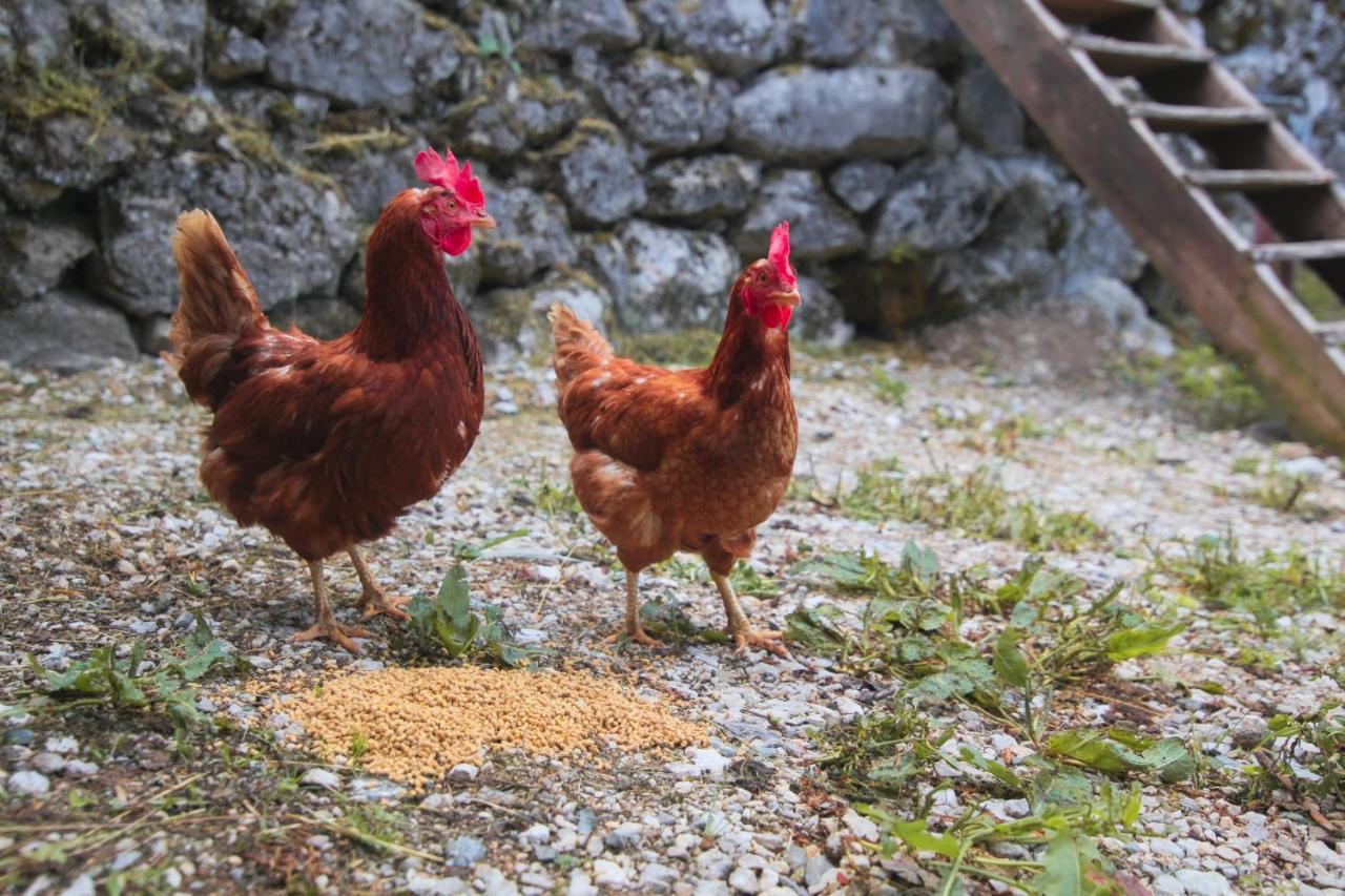 Apartma Gorski Razgled Srednja Vas v Bohinju Luaran gambar